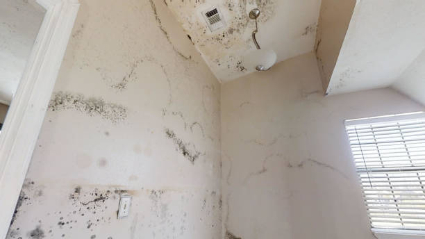 Best Mold Prevention Services  in Lowesville, NC