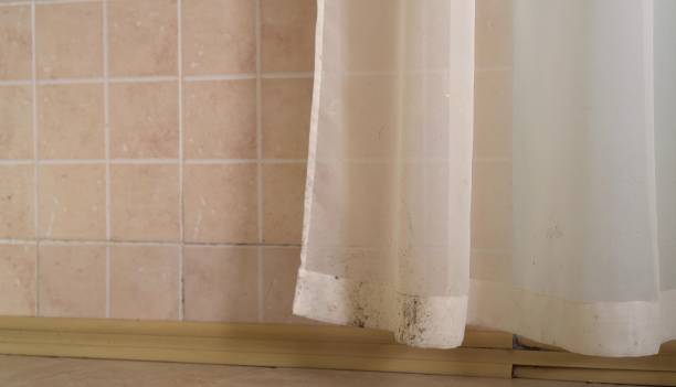  Lowesville, NC Mold Removal Pros