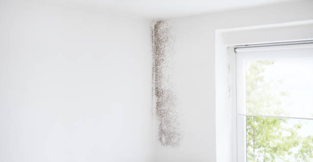 Professional Mold Removal in Lowesville, NC