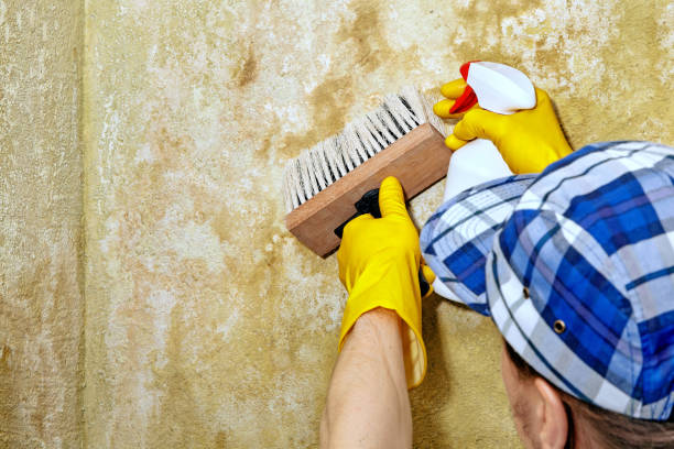 Best Environmental Consulting for Mold Prevention  in Lowesville, NC