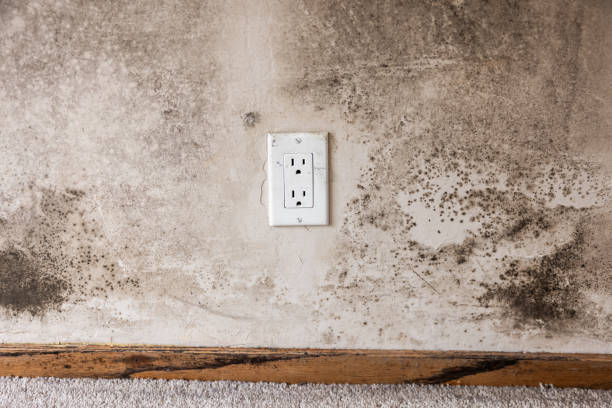 Best Mold Documentation for Insurance Claims  in Lowesville, NC