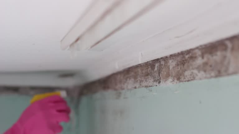 Best Emergency Mold Remediation  in Lowesville, NC