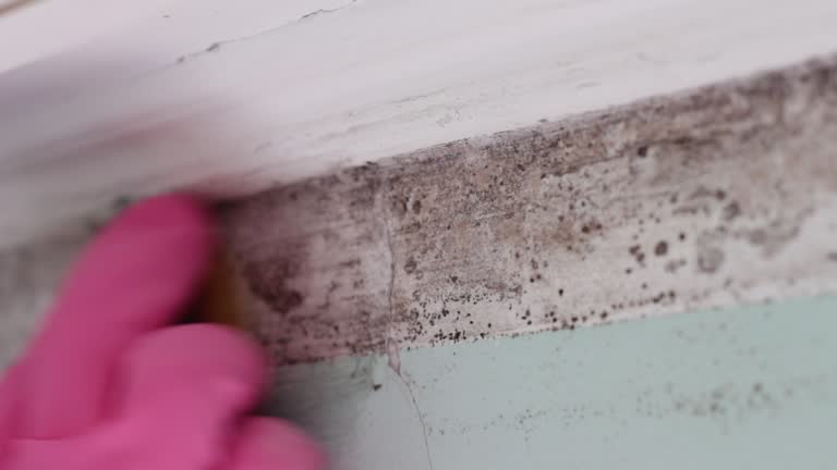 Best Black Mold Removal  in Lowesville, NC